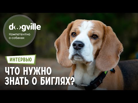 Все о породе Бигль – Интервью с руководителем питомника