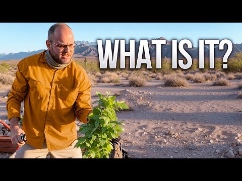 This Cover Crop Helped Us Hit a Major Milestone