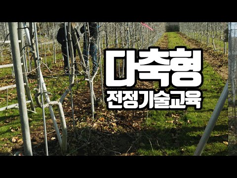 다축형 사과 전정기술 (사)전국사과생산자협회 교육자료