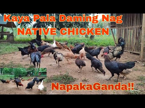 Dahilan Kaya Magandang Alagaan Ang Native Chicken Kaya Gusto ko sila Paramihin