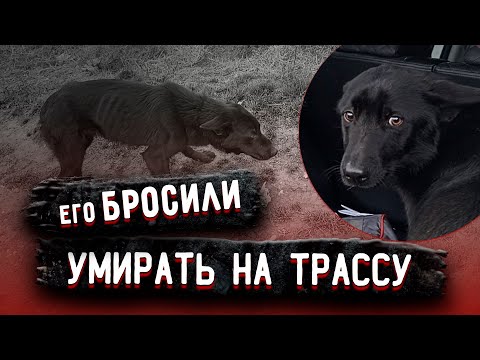 In winter, there was an exhausted dog standing on the highway, he hadn't eaten or drunk for a lon...