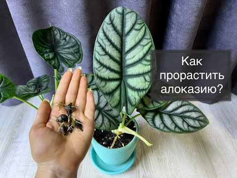 Как 100% прорастить клубни алоказии? Что делать если завелась плесень и как стимулировать их рост?