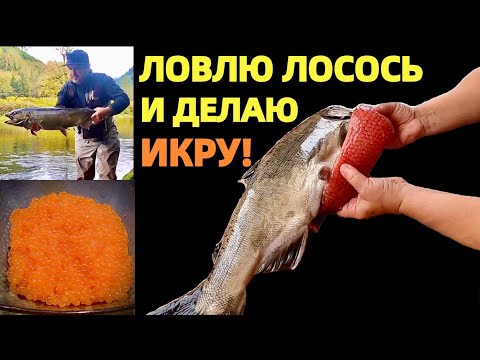 ИКРА - КРАСНОЕ ЗОЛОТО ОТ ПРИРОДЫ К СТОЛУ. РЫБАЛКА В США. КАК ДЕЛАТЬ КРАСНУЮ ИКРУ. КОРОЛЕВСКИЙ ЛОСОСЬ