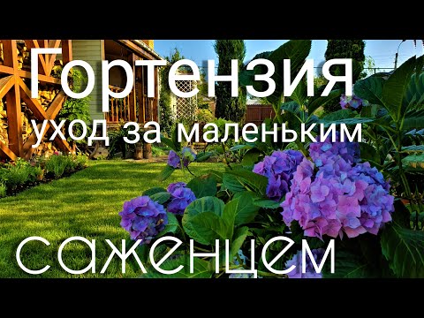 Гортензия. Как правильно ухаживать и сохранить маленький саженец.