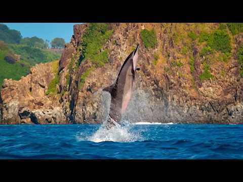 Noronha Spinners Dolphins vs. Boats and Tourists | wildlife documentary