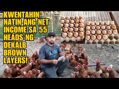 KWENTAHIN NATIN ANG NET INCOME SA 55 HEADS NG DEKALB BROWN LAYERS!