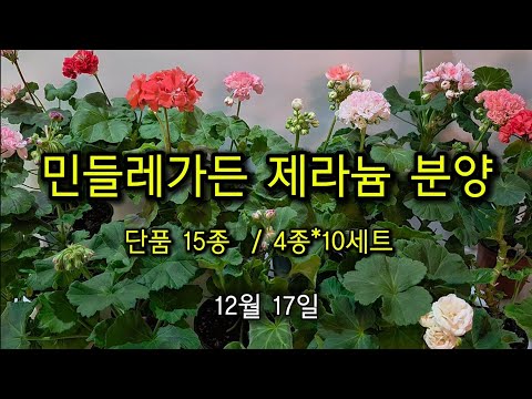 12월17일 제라늄분양(민들레가든)