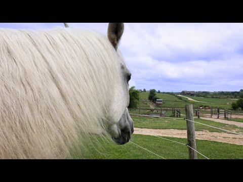 Transformation: Problem Horse to Lesson Horse