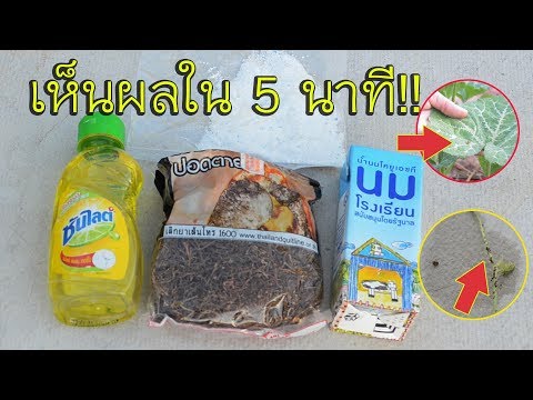 ปลูกผักรอบบ้าน Ep:12 สูตรบ้านๆ กำจัดๆเพลี้ยทุกชนิด มด เต่าแตง อื่นๆ ตายใน 5 นาที | วิถีไทบ้าน