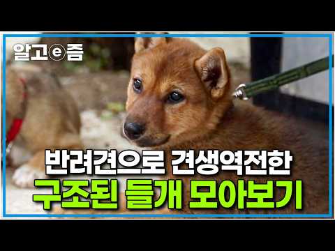 "위험한 도로에서 안전한 사람의 품으로" 길에서의 삶을 뒤로하고 반려견으로 다시 태어나 행복한 견생 2막을 시작한 들개 모아보기│세상에 나쁜 개는 없다│알고e즘