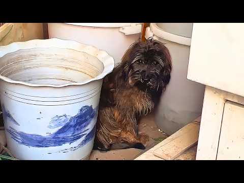 Terrified Stray Dog Hides in Corner, Trembling and Alone Until this happened