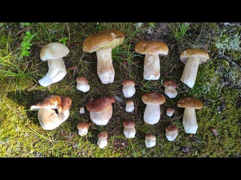 Знакомство с Карелией. Марс атакует. Часть 4