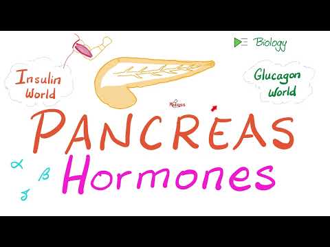 The Endocrine Pancreas (Insulin, Glucagon & Somatostatin)