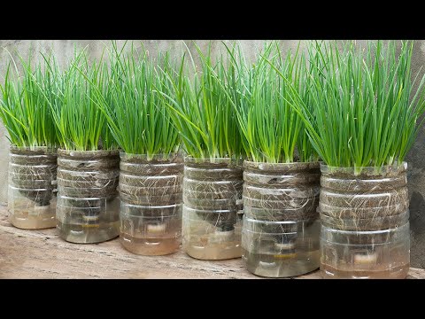 Method of growing onions in plastic bottles, Growing onions by self-watering at home