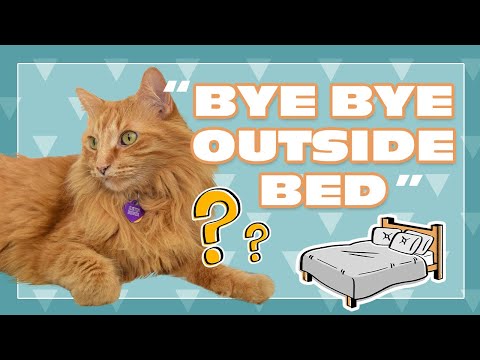 Bye Bye Outside Bed | Justin Bieber the Cat