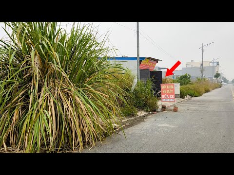 A Workplace Full of Rubbish and Overgrown Weeds   He was Shocked when We Finished Cleaning it Up