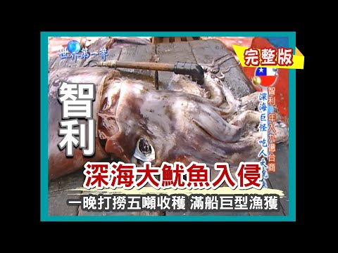 【智利】深海大魷魚現身（象魚魚翅加工廠 / 巨型怪貝藤壺 / 炭烤巨大魷魚）｜《世界第一等》272集小馬完整版