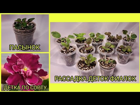 Пасынок мини-фиалки. Детка зацвела по сорту. Отсадка и рассадка деток.