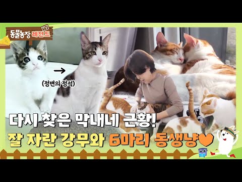 [TV 동물농장 레전드] 다시 찾은 막내네 근황! 😺잘 자란 강무와 6마리 동생냥이들🐾 I TV동물농장 (Animal Farm) | SBS Story
