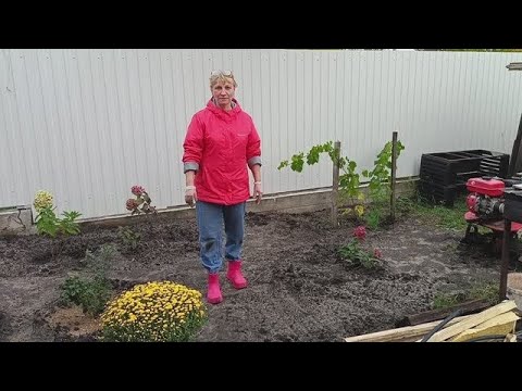 136. Сажаем чеснок. Наши яблоки. Купили цветы