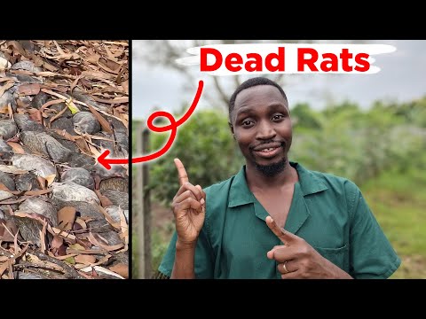 I killed ALL the Vampire Rats on my farm