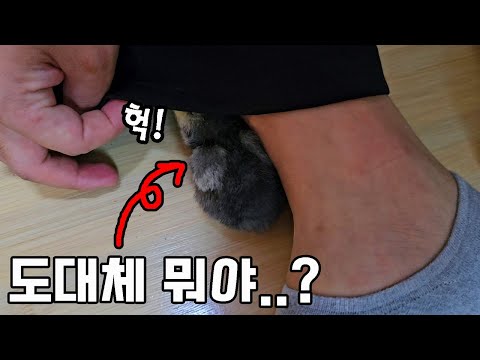 ※심쿵주의보) 21일만에 의문의 알에서 태어났는데..바로 품에 안기네요ㅠㅠ