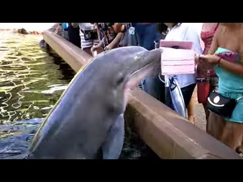 Mega Mother Nature Fails Collection | FailArmy