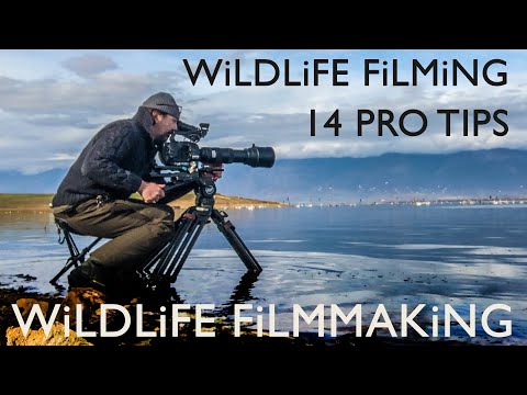 Wildlife Filming Secrets: 14 Pro Tips