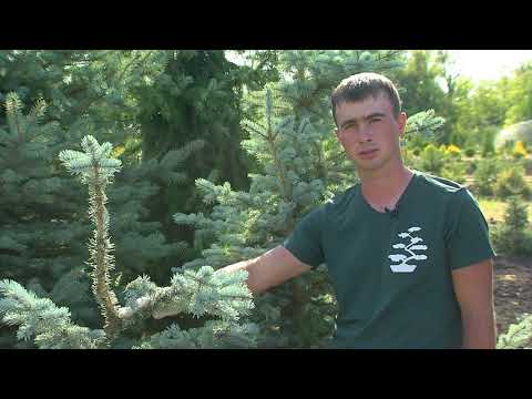 Мастер класс по топиарной обрезке растений. Голубая ель и туя западная (Смарагд)