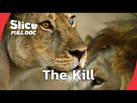 Lionesses vs. Giraffes: A Struggle for Survival in Drought-Hit Tanzania | FULL DOCUMENTARY