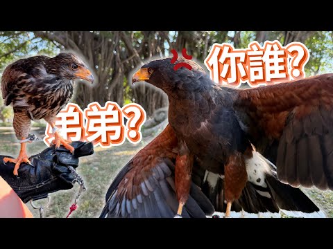 帶鷹寶寶回家！波波有弟弟了? | 波氏家族 popofamily