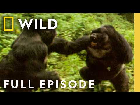 Plan of Attack (Full Episode) | Animal Fight Night | Nat Geo Animals