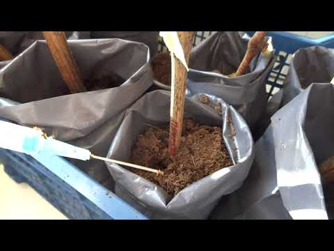 Виноград из черенка. Полив и условия для укорененных черенков.