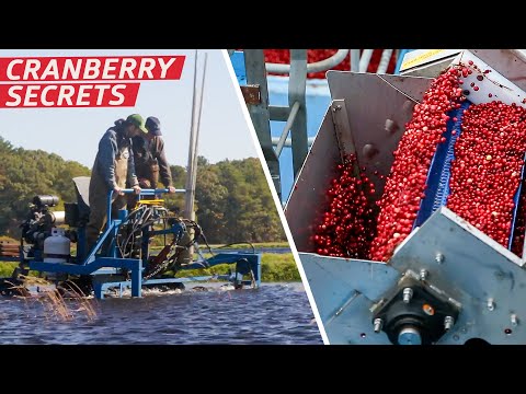 How Ocean Spray Harvests Two Billion Cranberries Every Year — Dan Does
