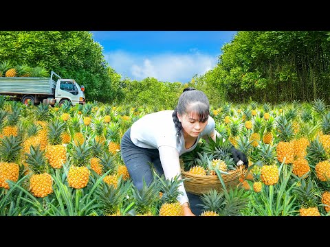 Harvesting Pineapples with a 3-Wheeled Vehicle & Selling at the Countryside Market – Farm Life