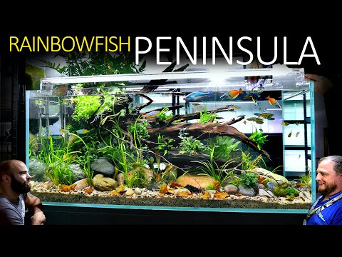 We Built A Realistic Rainbowfish Aquarium: EPIC 4ft Aquascape Tutorial