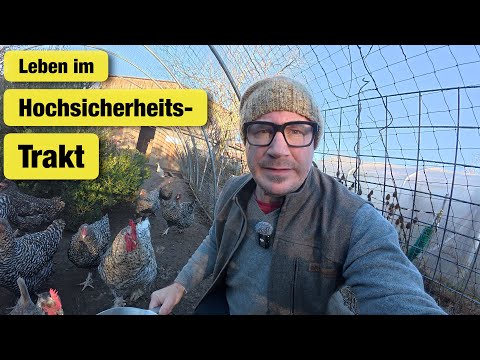 Life behind bars and self-sufficiency with chickens + Advent calendar