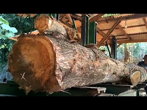 BIG TEAK WOOD MONSTER// Cutting teak wood with beautiful grain that lasts 90 years 