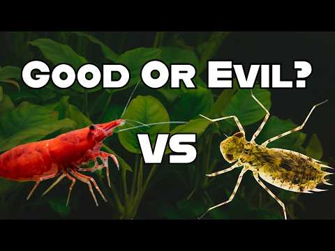 Shrimp Tank "Pests" Explained
