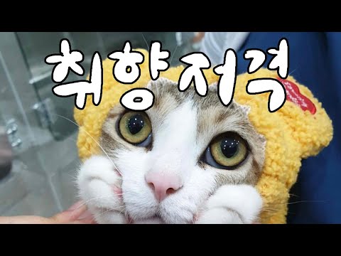 Go for cat's heart🏹💕12 things cats like💘