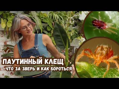 ПАУТИННЫЙ КЛЕЩ НА РАСТЕНИЯХ