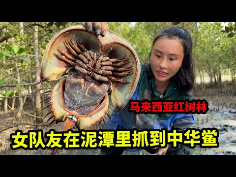 马来西亚红树林荒野生存挑战：闷热潮湿空气都不流通，女队友在泥潭里抓到中华鲎，可惜是保护动物不能吃【户外平头哥】