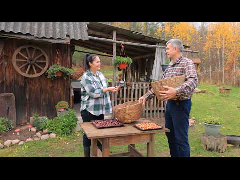 Traditional village family life. Love and care! Baked potatoes, planting winter onions