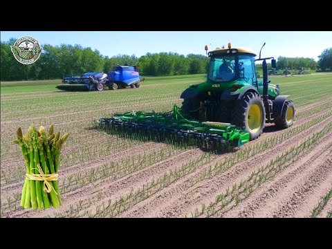 60.6 Million Pounds Of Asparagus Are Harvested In America This Way | Agriculture Technology