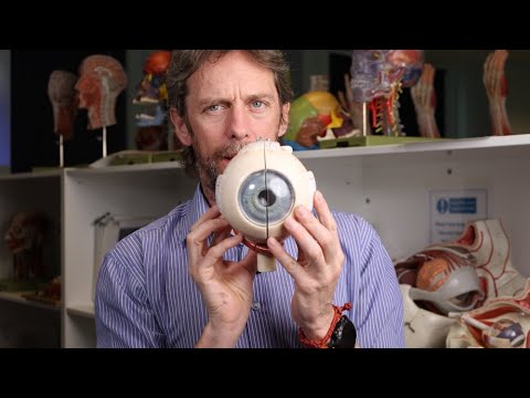 Sudden painless loss of vision anatomy (amaurosis fugax)