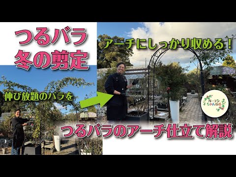 We will demonstrate and explain how to prune roses to create arches!