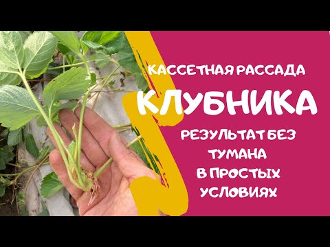Кассетная рассада клубники без фоггеров. Отличный результат за 20 дней