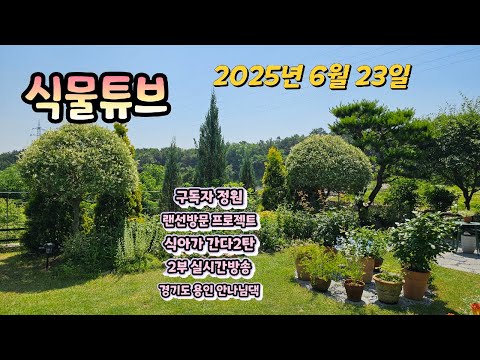 영상을 시청 하시면 마당있는 집이 갖고 싶어집니다 ㅠㅠ   식물을 키우려면 집부터 사야겠네요.. 흠흠.... #양재꽃시장 #식물튜브 #식물아빠