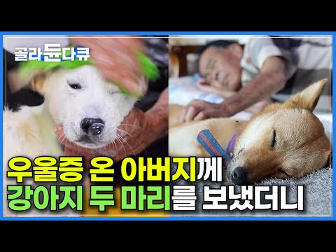 "재산 다 강아지한테 물려주게 생겼어요" 매일 말없이 먼 산만 바라보던 아버지께 강아지 두 마리를 보내니 생긴 일ㅣ부부의 인생을 바꾼 막둥이 손주들 메리 메롱ㅣ한국기행ㅣ#골라듄다큐