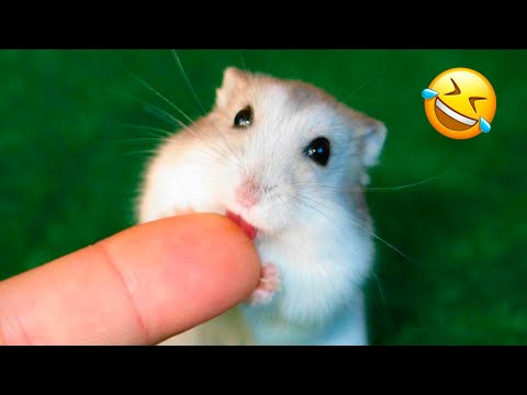 Funny Hamsters Videos | Cute and Funny Moments of the Animals Part 2